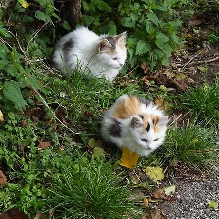 Διαμέρισμα Relax Nella Natura Preci